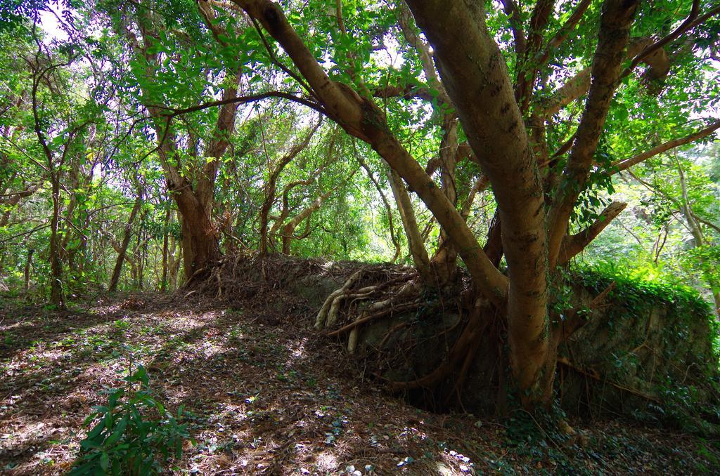 Cottage Views Yakushima (Kagoshima) Exterior foto